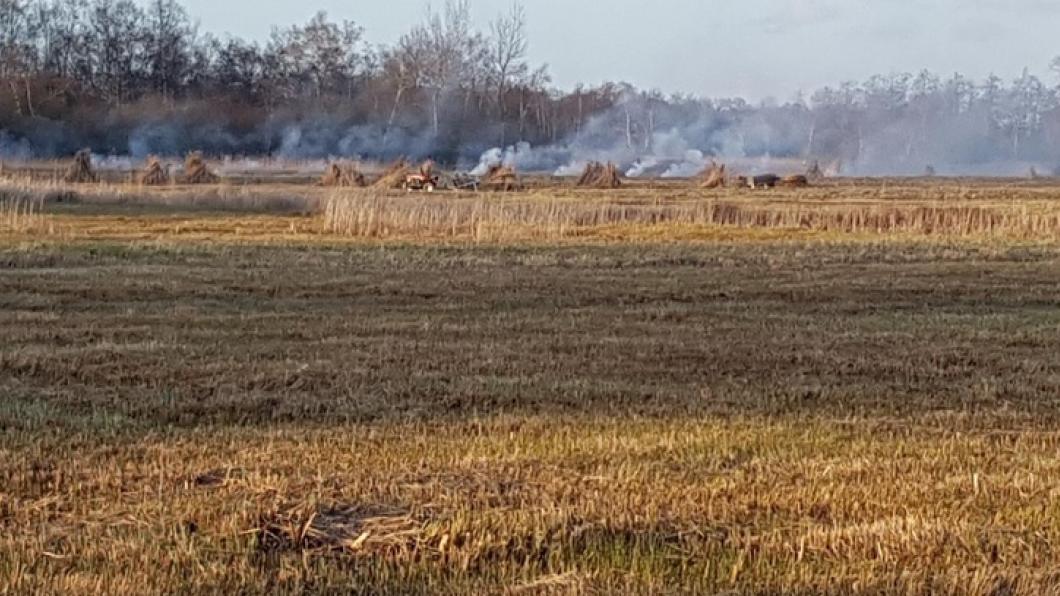 Rietverbranding in het Woldlakebos (Weerribben-Wieden)