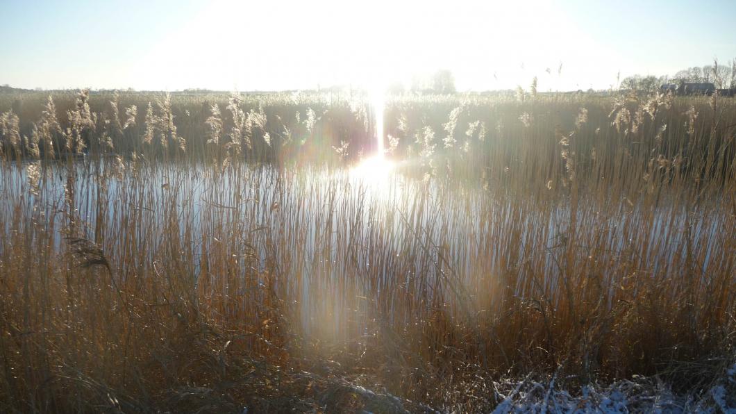 Weerribben Wieden riet2.jpg