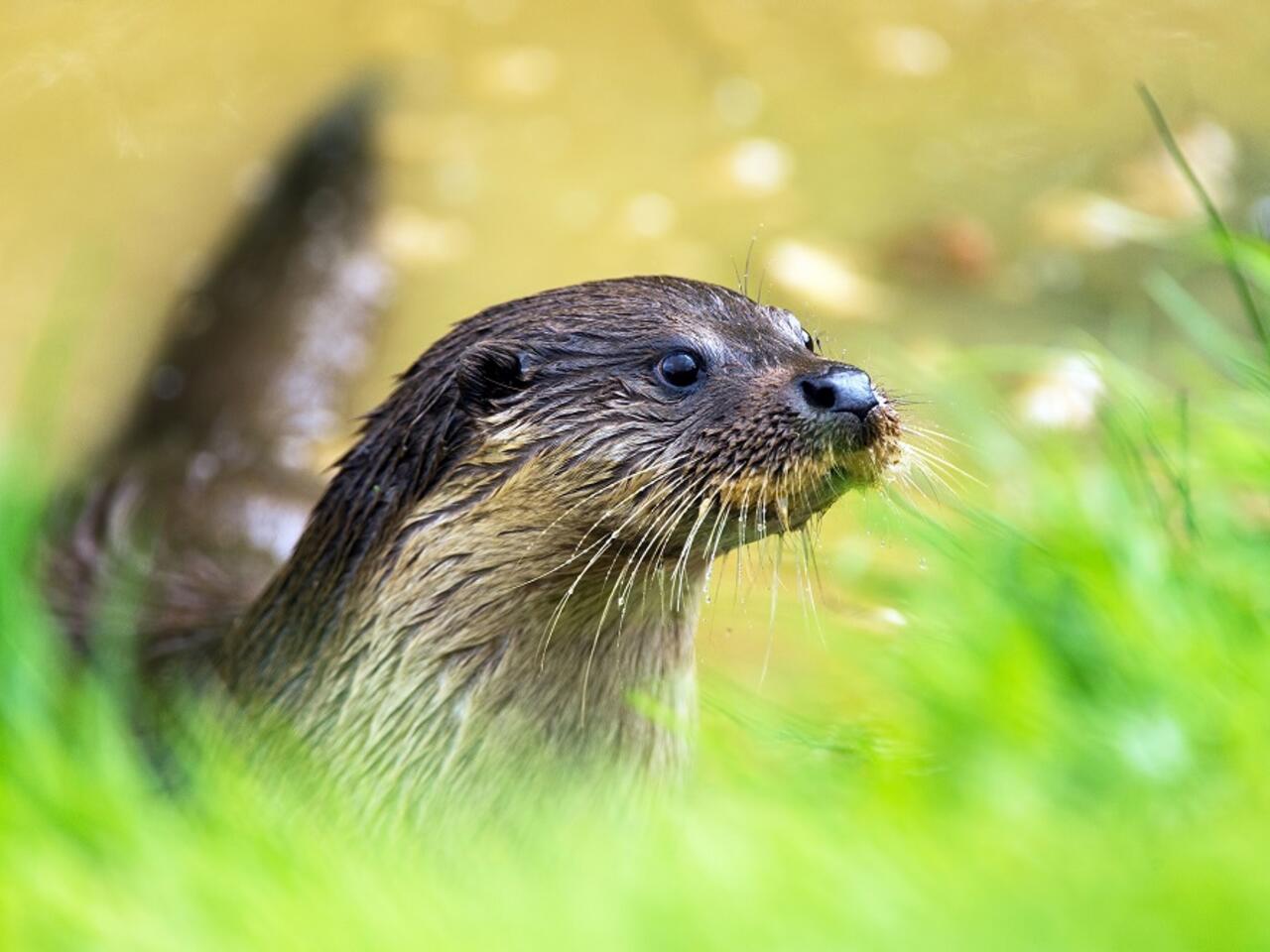 Otter klein.jpg