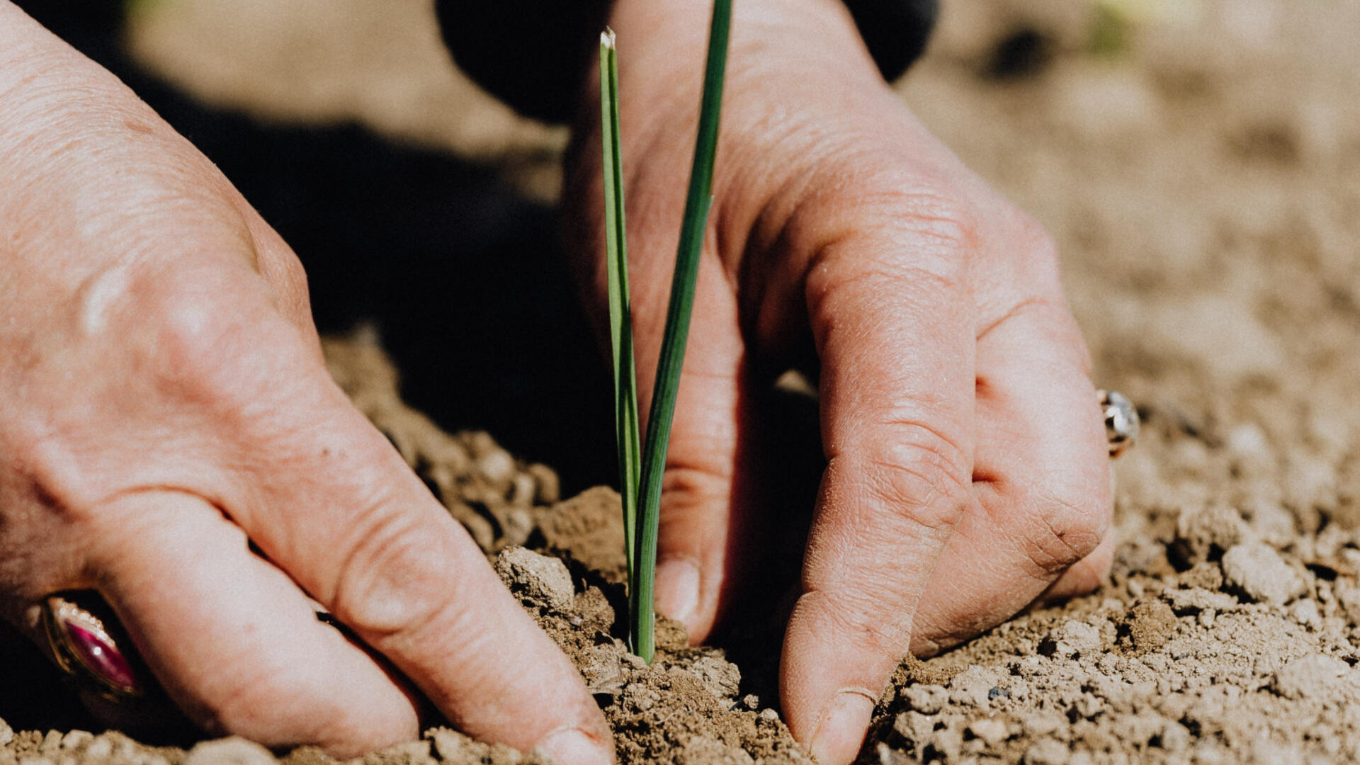 planten