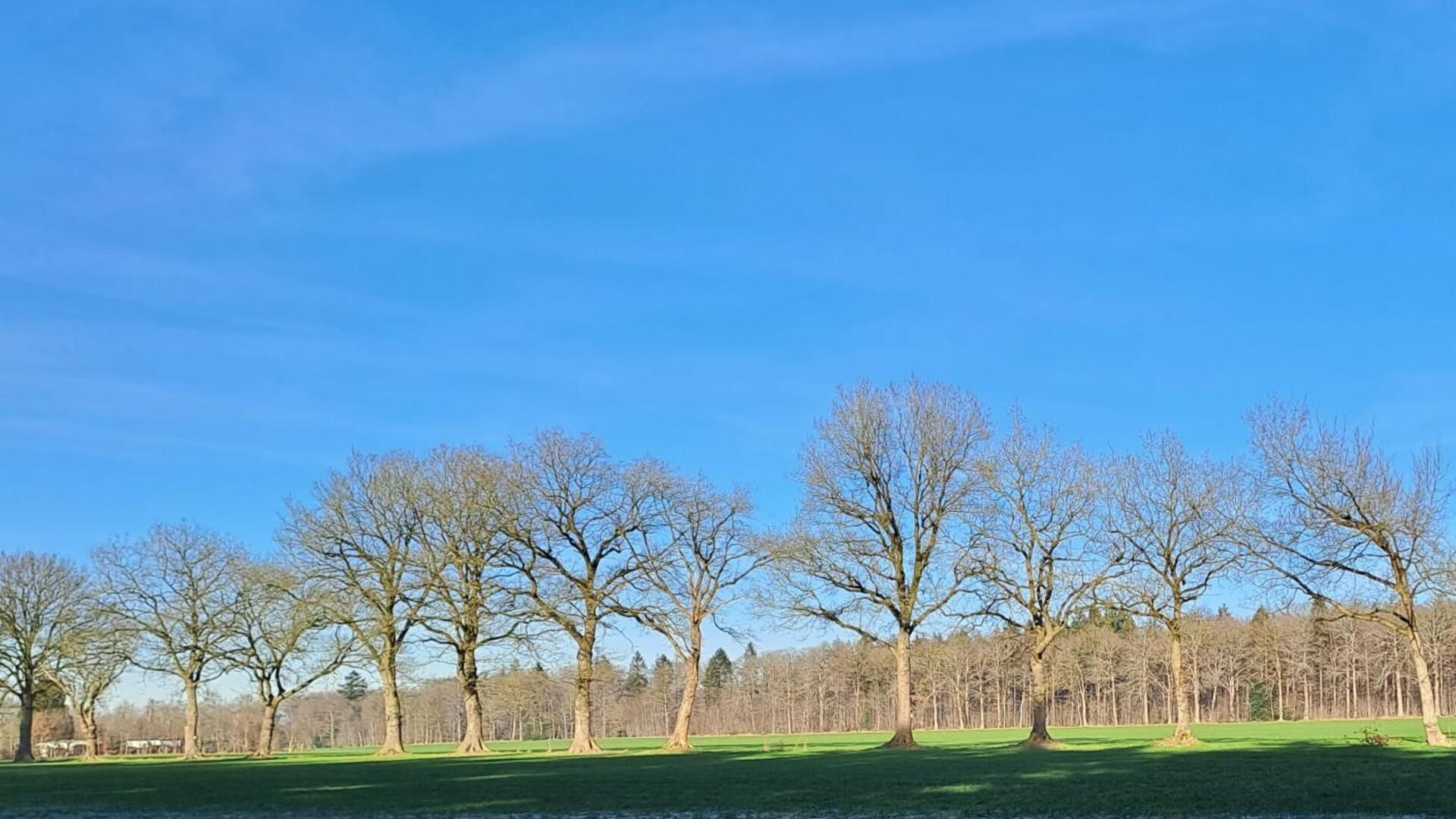 Rij bomen in Steenwijkerland